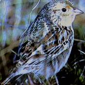 Grasshopper Sparrow